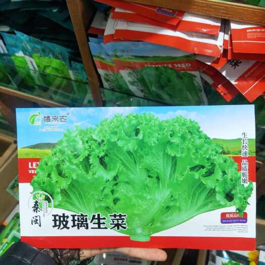 西安生菜种子玻璃生菜种子四季播种脆嫩青菜籽