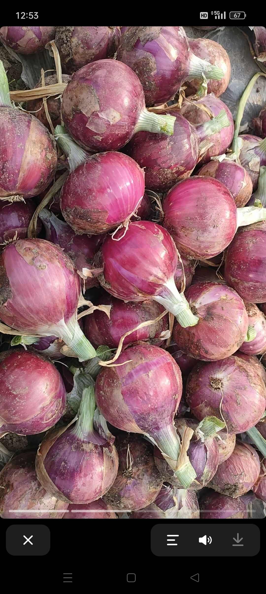河南開封新鮮紅皮洋蔥 批發(fā)優(yōu)質(zhì)蔬菜 廠家直供可定制
