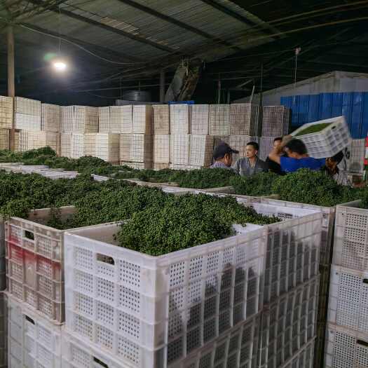 重庆市保鲜椒、