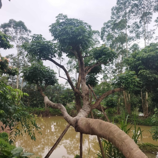 广州古桩造型百年荔枝树
