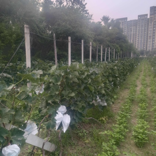 商丘家乡产量夏黑葡萄