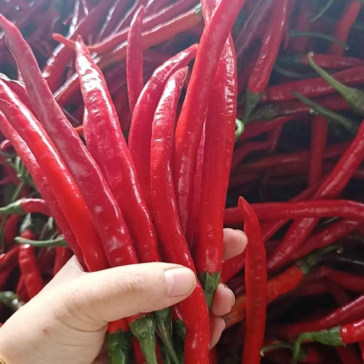 三号红线椒泡椒货