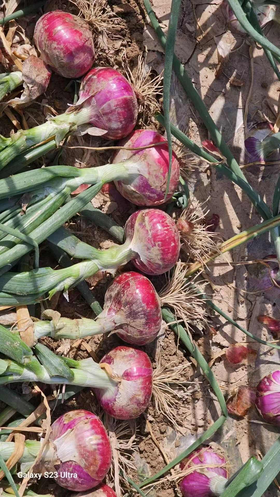 河南開封新鮮紅皮洋蔥 批發(fā)優(yōu)質(zhì)蔬菜 廠家直供可定制