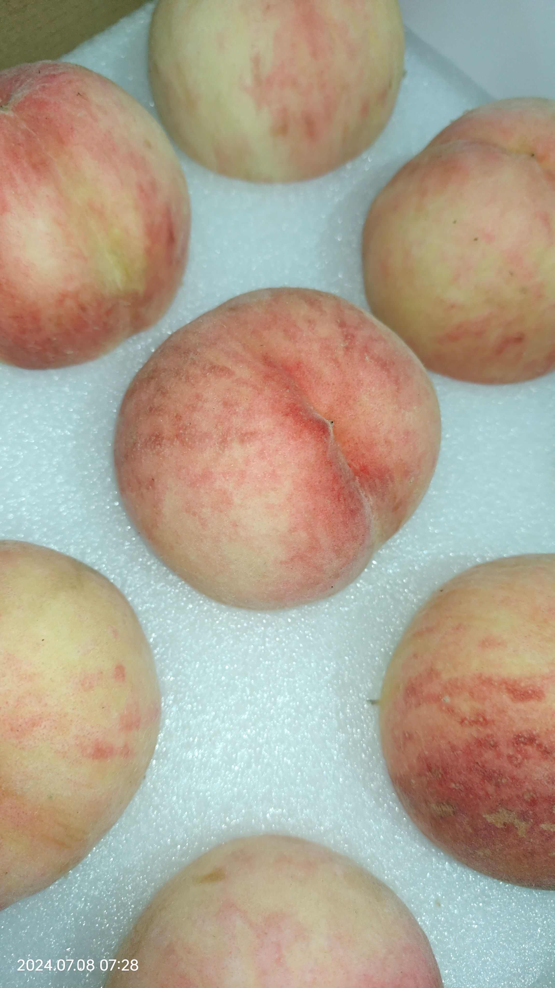 玉妃、霞脆大量上市