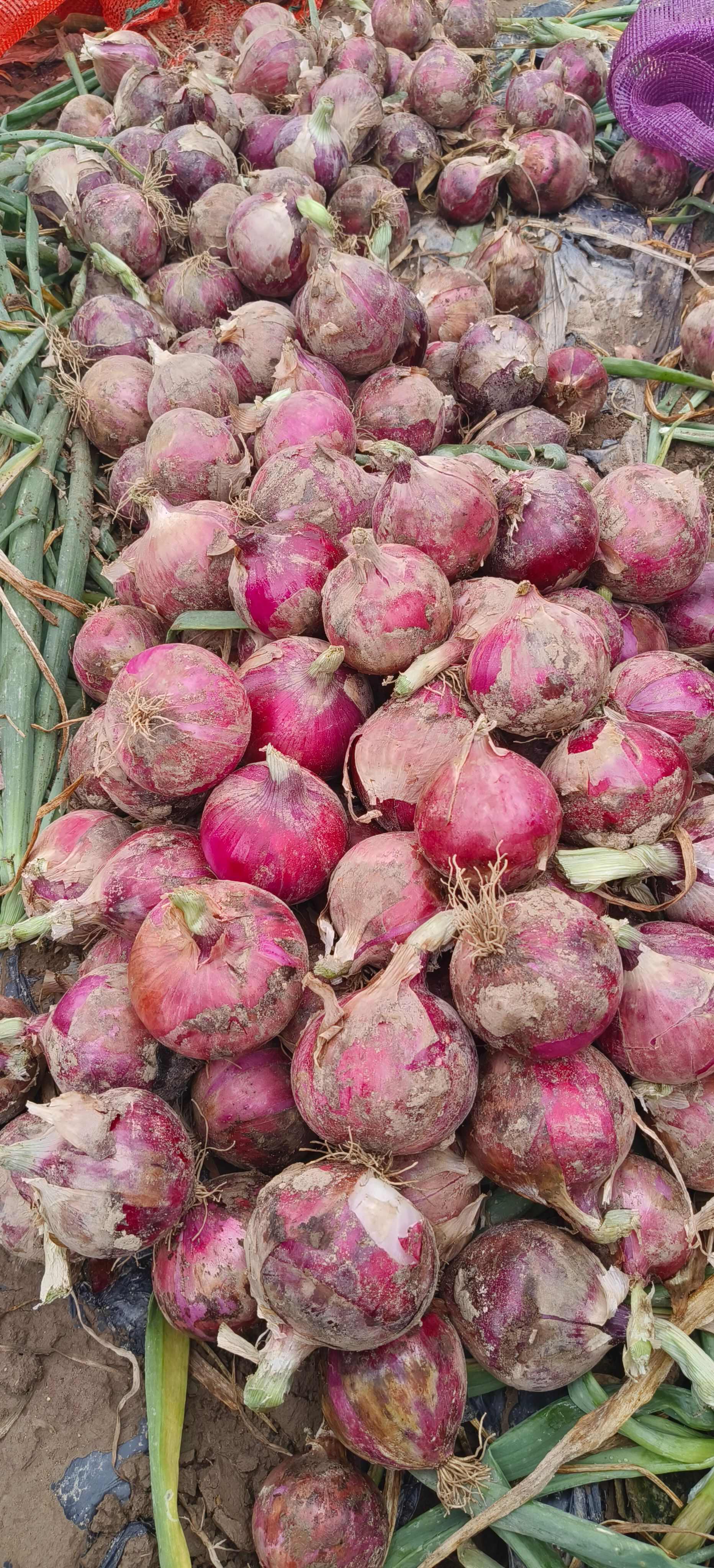 甘肃鲜葱