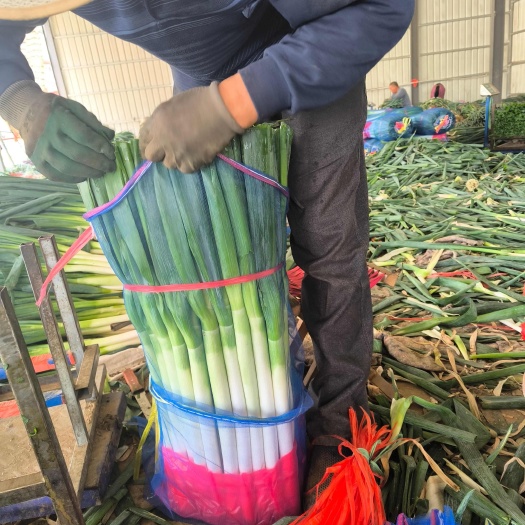 兰陵县毛葱一净葱加工