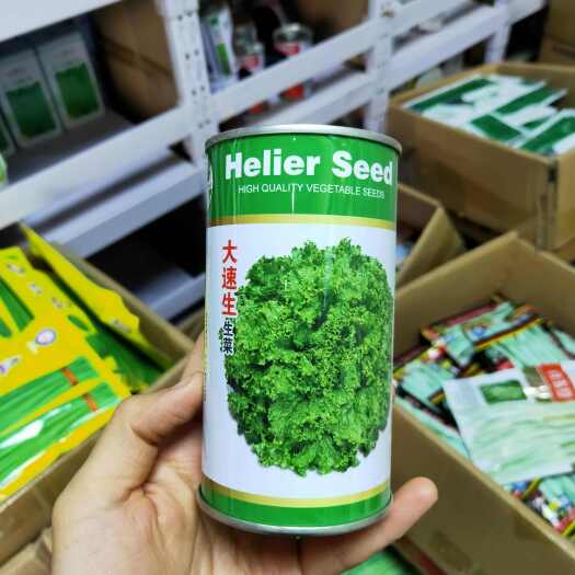 西安大速生菜种子大叶生菜散叶生菜种籽耐寒四季保护地露地种植