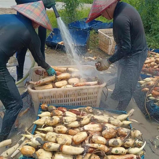 招莲藕工人。地点台山