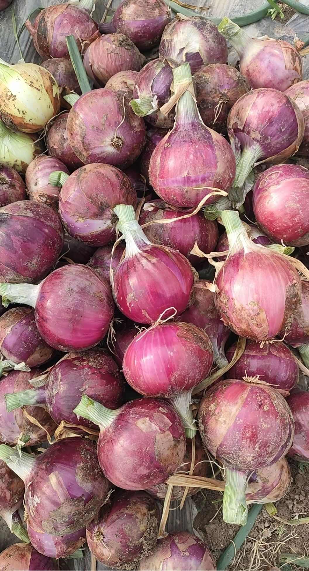 河南開封新鮮紅皮洋蔥 批發(fā)優(yōu)質(zhì)蔬菜 廠家直供可定制