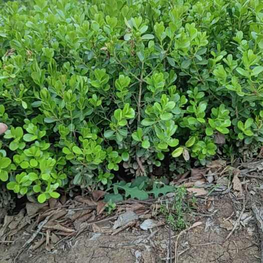 沭阳县小叶黄杨基地直发，规格齐全。量大从优