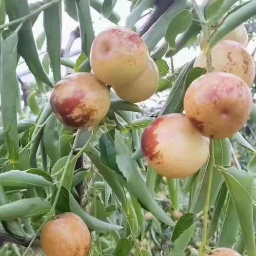 大荔县冬枣