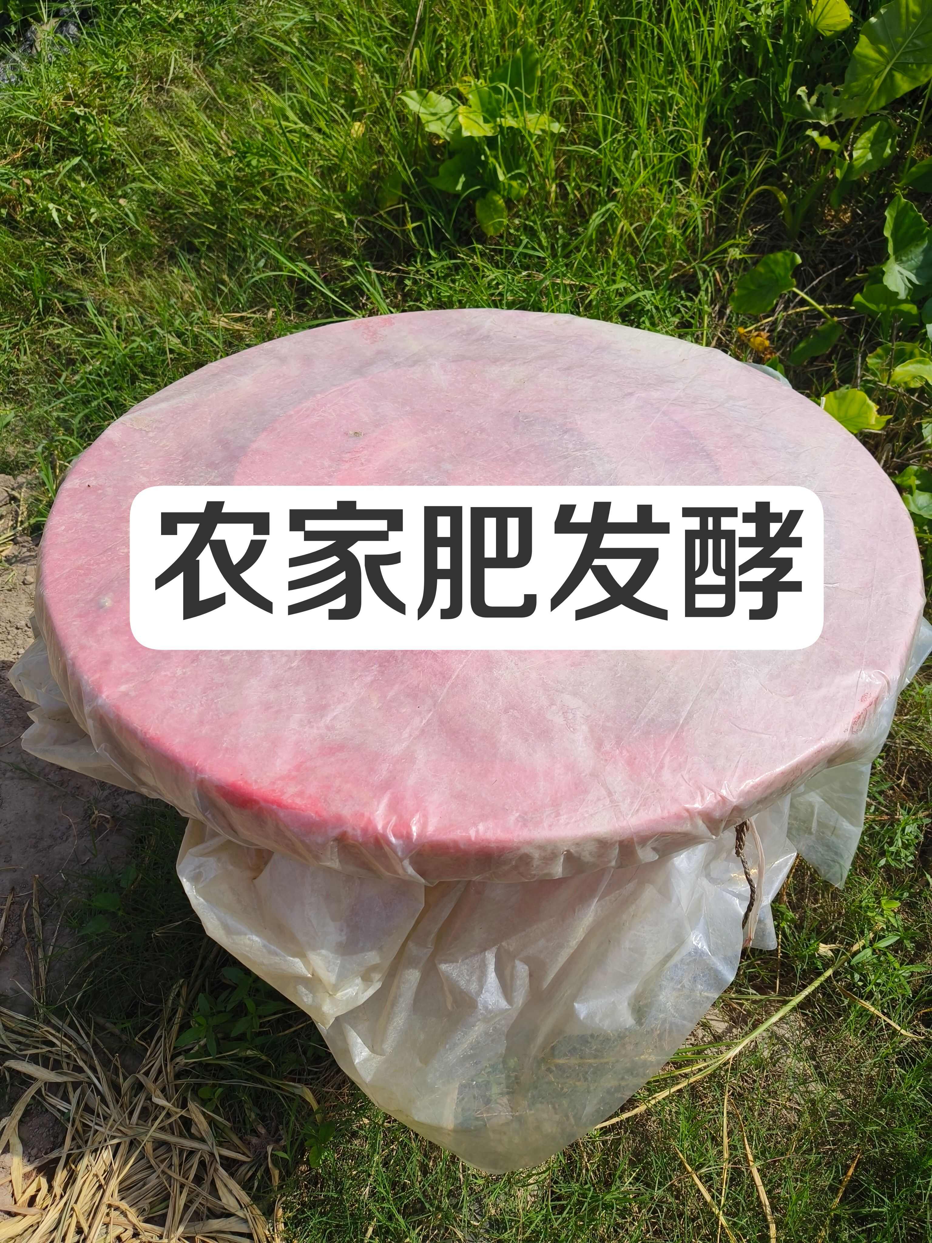 農(nóng)家優(yōu)質(zhì)生姜，綠色看得見