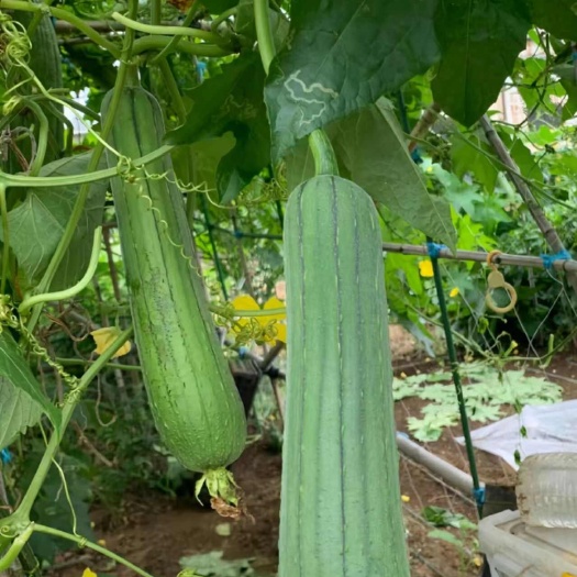 淮安肉丝瓜