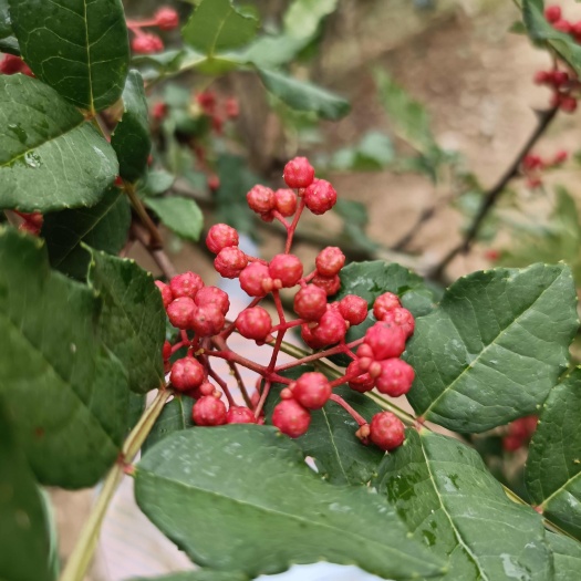 文县二花椒