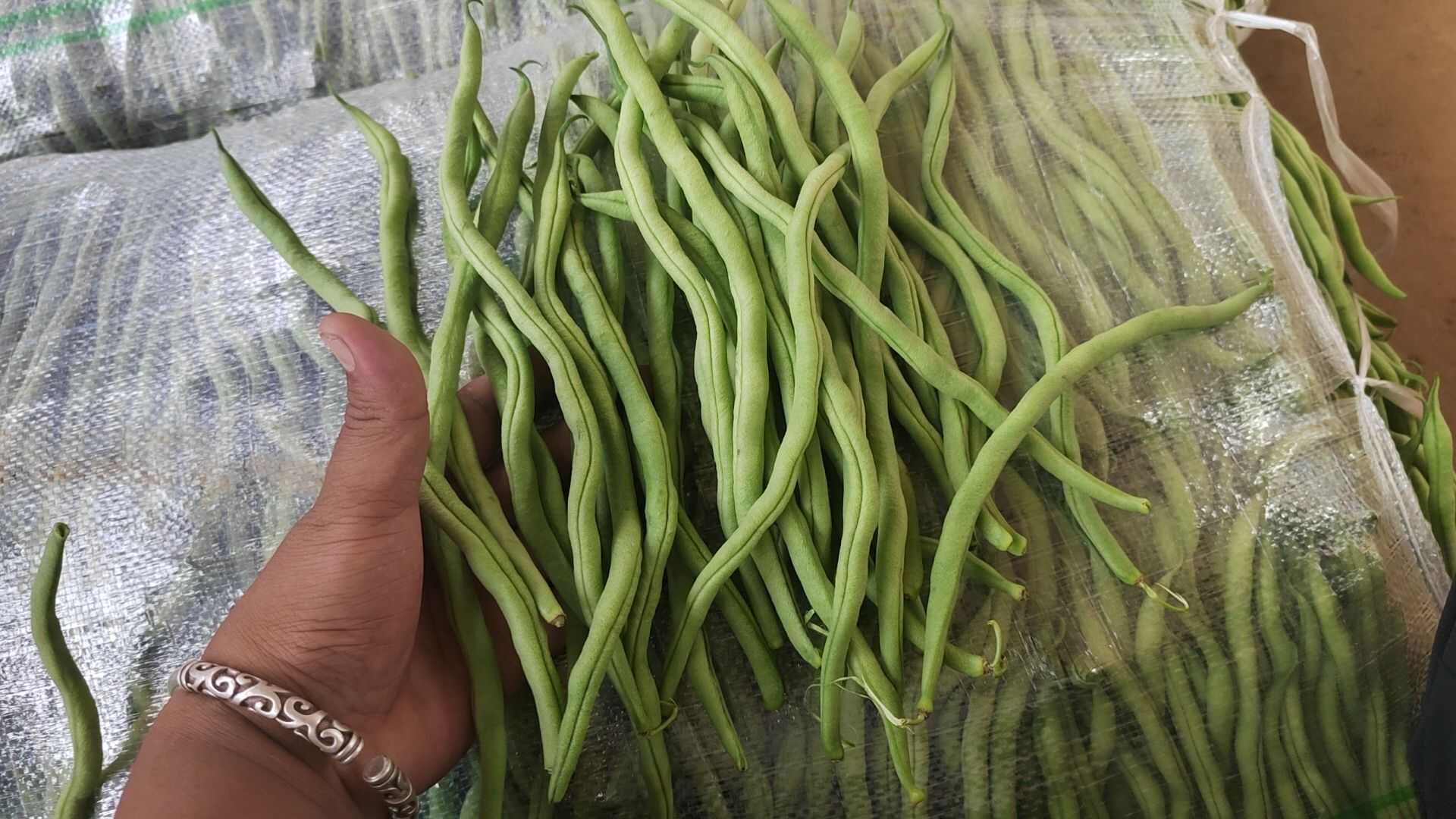 四季豆无筋豆角芸豆龙豆产地直发地头价量大价优