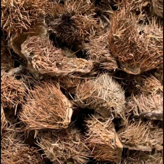 板栗壳