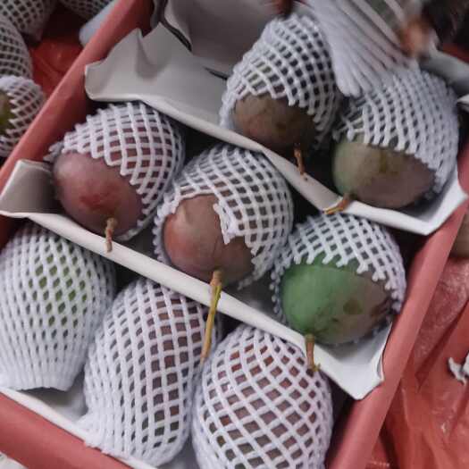 华坪县凯特芒果