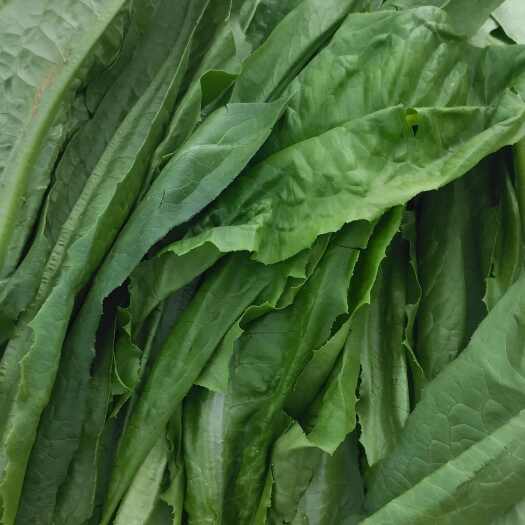 昆明红油麦菜