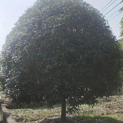 南京大型货源-15公分高杆桂花16公分高杆桂花18公分高杆桂花