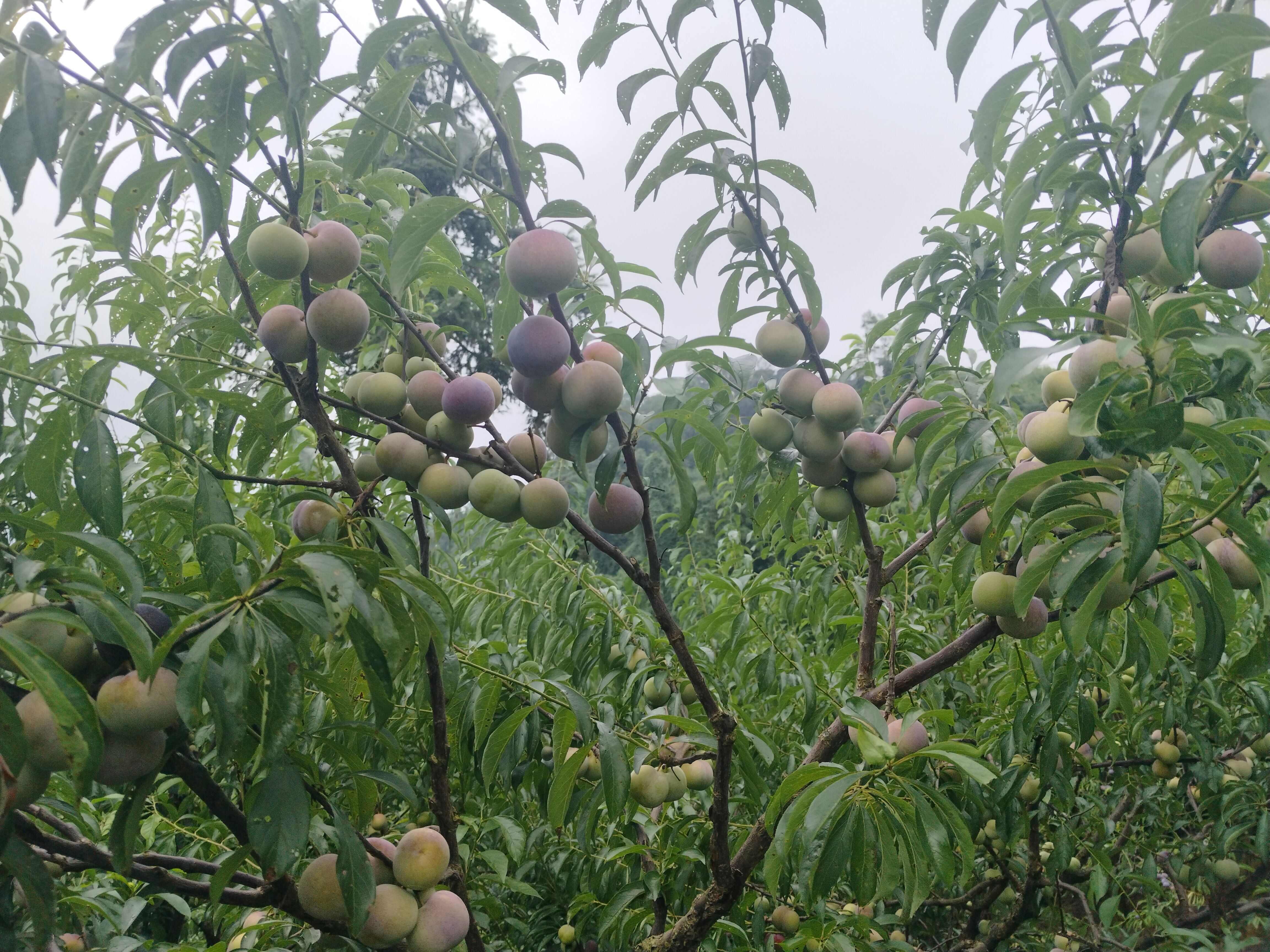脆红李