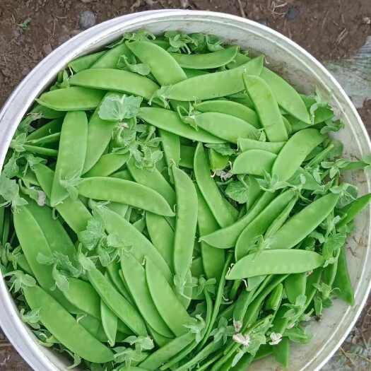 天祝县荷兰豆