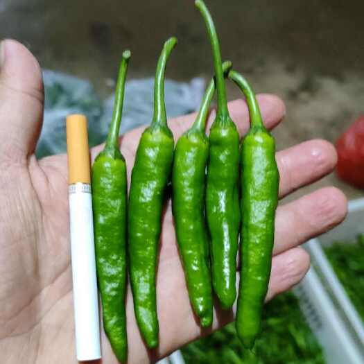 长阳县生菜小辣椒  龙福椒 发财椒 基地直采 对接市场电商酒店