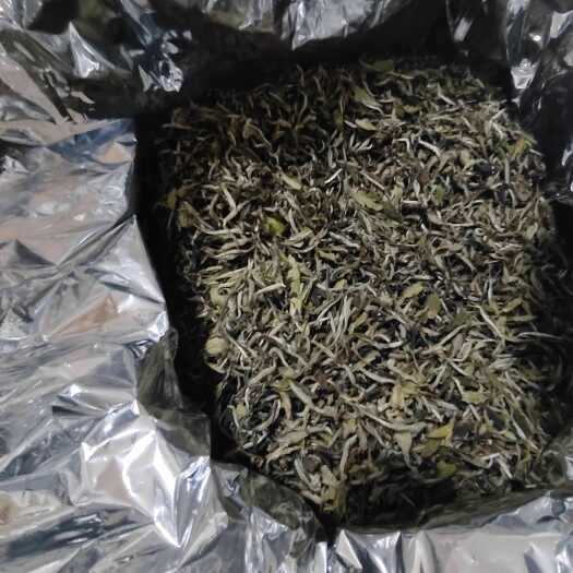  白牡丹茶