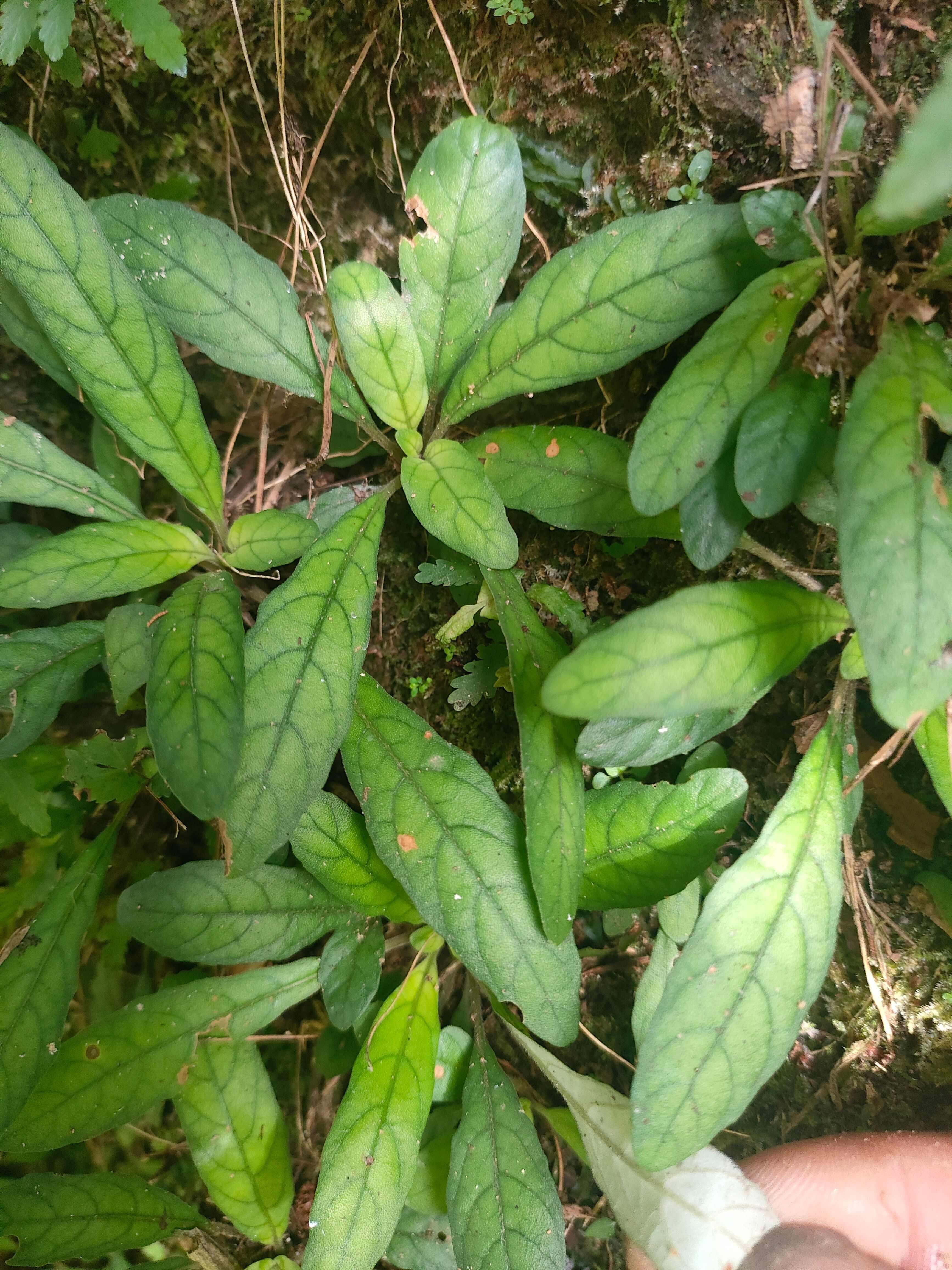 白背地胆草图片图片