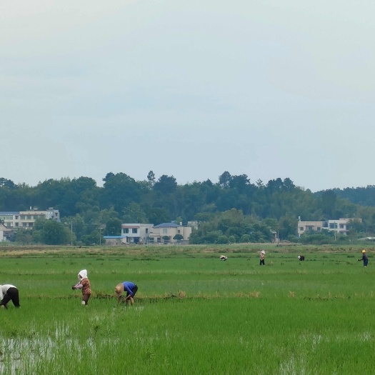 湘潭县湖南基本农田土地平整连片，320/亩，水电路三通