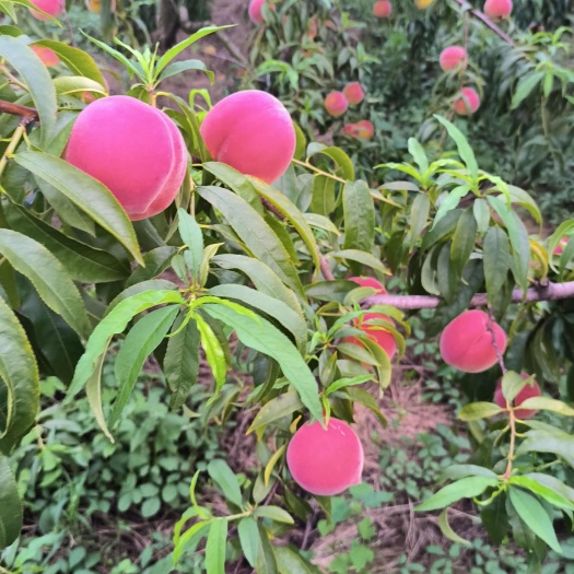 枣阳市黄金蜜三号桃，光果，套纸袋，