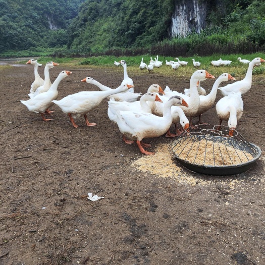 六盘水自家散养三花大白鹅