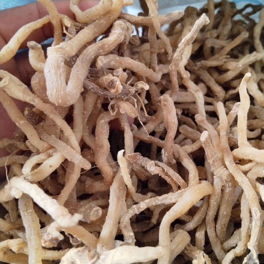 神农架非家种玉竹