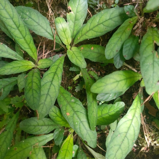 肇庆白背草，白花地胆头，干货鲜货都有干净没杂物质量保证顺丰包邮