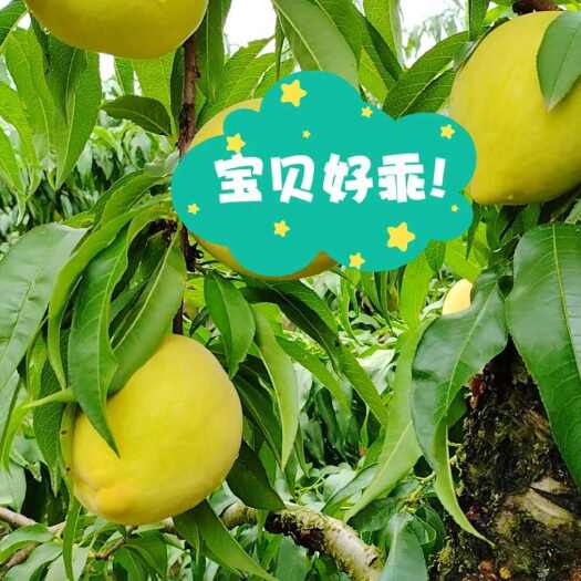 江陵县三湖锦绣黄桃 新鲜采摘产地发货 香甜脆爽