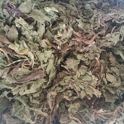 光山县蛤蟆草  水洗干货今年新货包邮