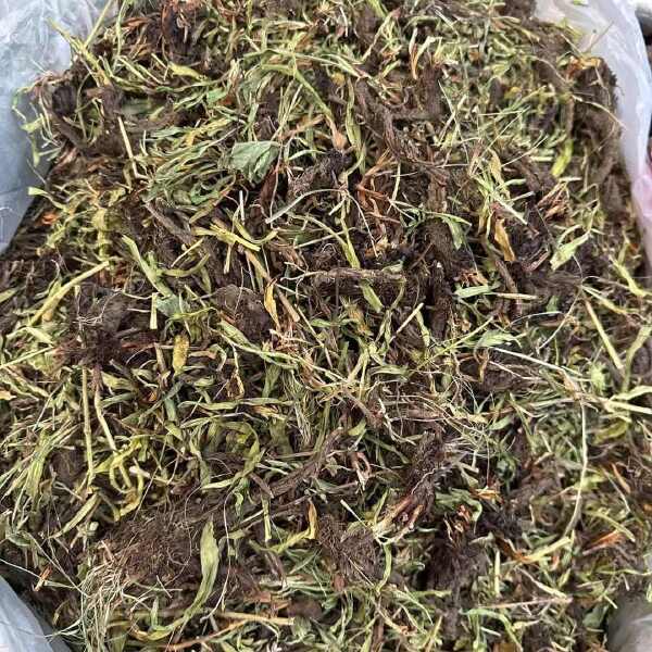 甘松中药材甘松草药香料香松干松泡茶卤料水洗新货特绿磨粉