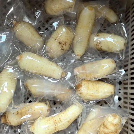 金寨县中药材：鲜天麻真空单个包装，单个4两及4两以上