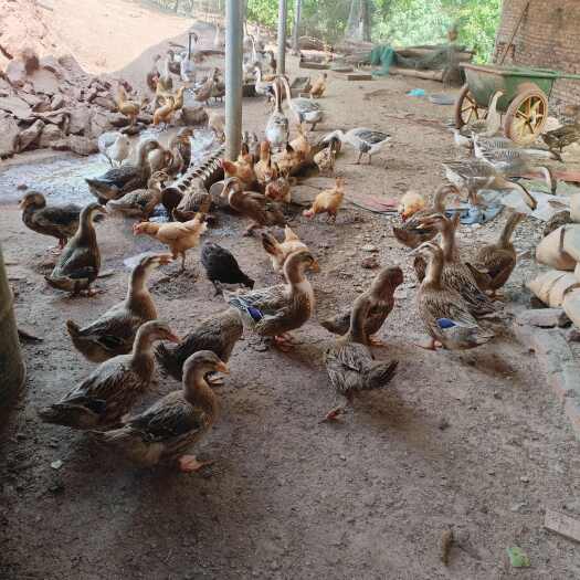 耒阳市麻鸭