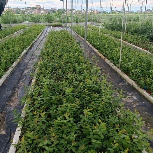 怀集县南方蓝莓苗盆栽组培蓝莓苗各规格都有