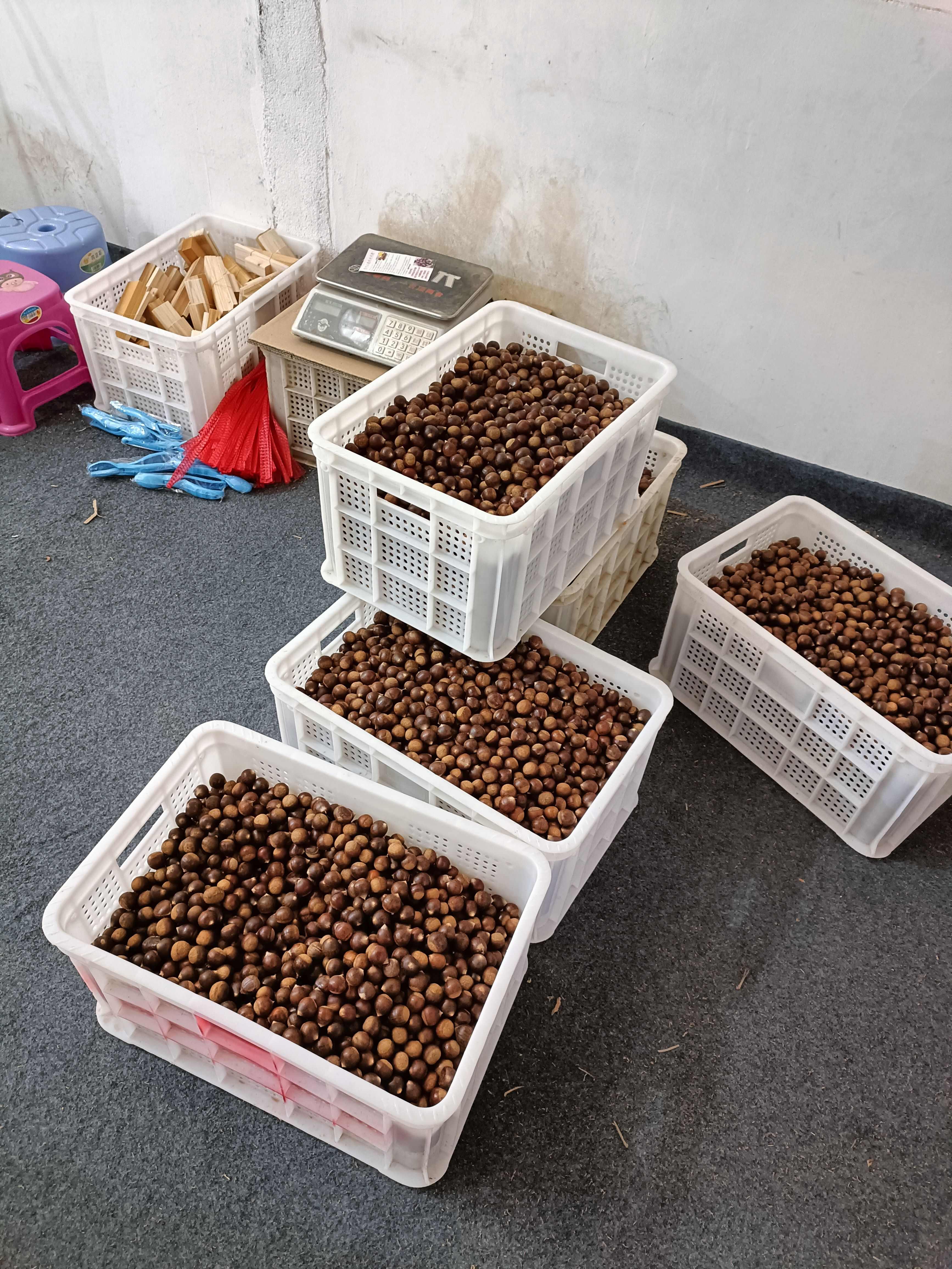 建瓯锥栗处暑红 红壳白露油栗子糖炒锥栗新鲜板栗供货电商一件代