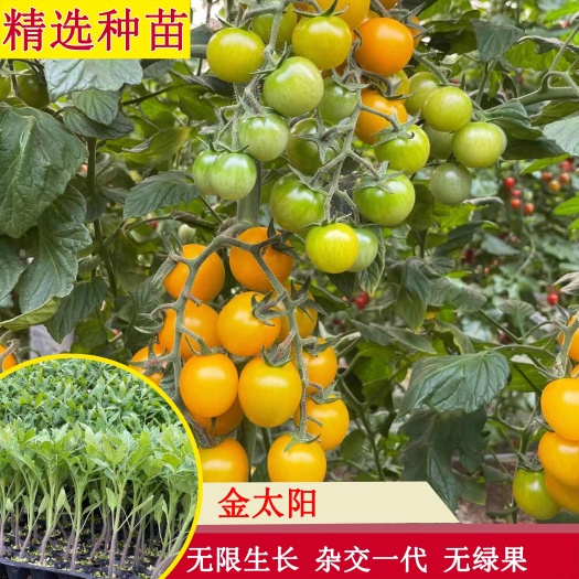 寿光市圣女果苗 黄色樱桃番茄种苗 小番茄苗 金太阳彩色番茄苗