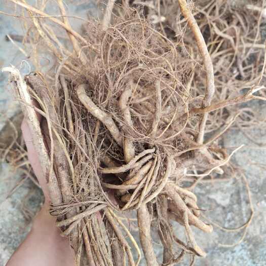 南宁【广西五指毛桃根部干货】山里生长的，不是种植的哦，山里面挖的