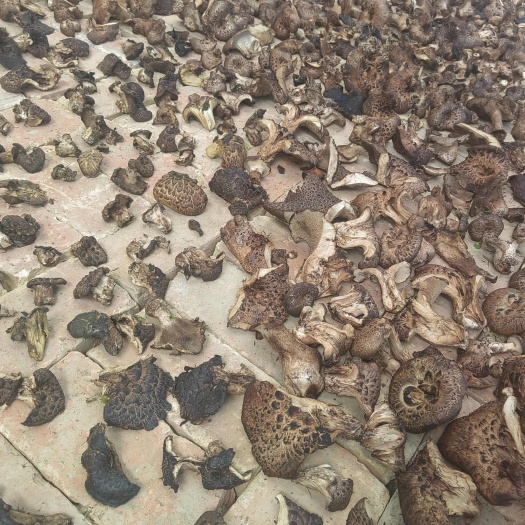 黑虎掌菌冠以蔬菜伟，哥的称号，成为世界公认的男性滋补之，王
