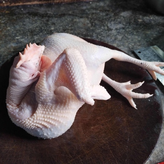清远280天竹林散养脆皮鸡