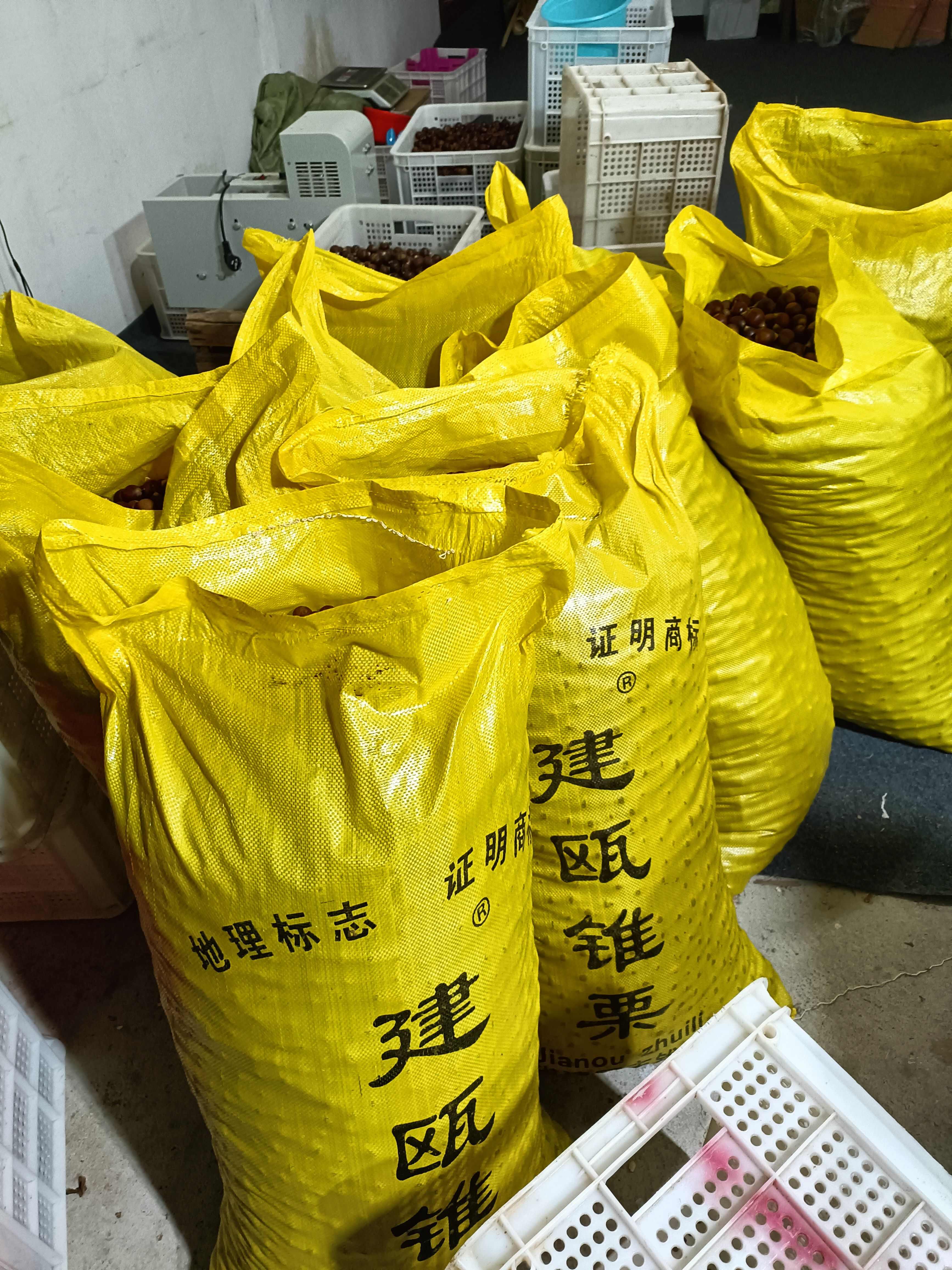 建瓯锥栗处暑红 红壳白露油栗子糖炒锥栗新鲜板栗供货电商一件代