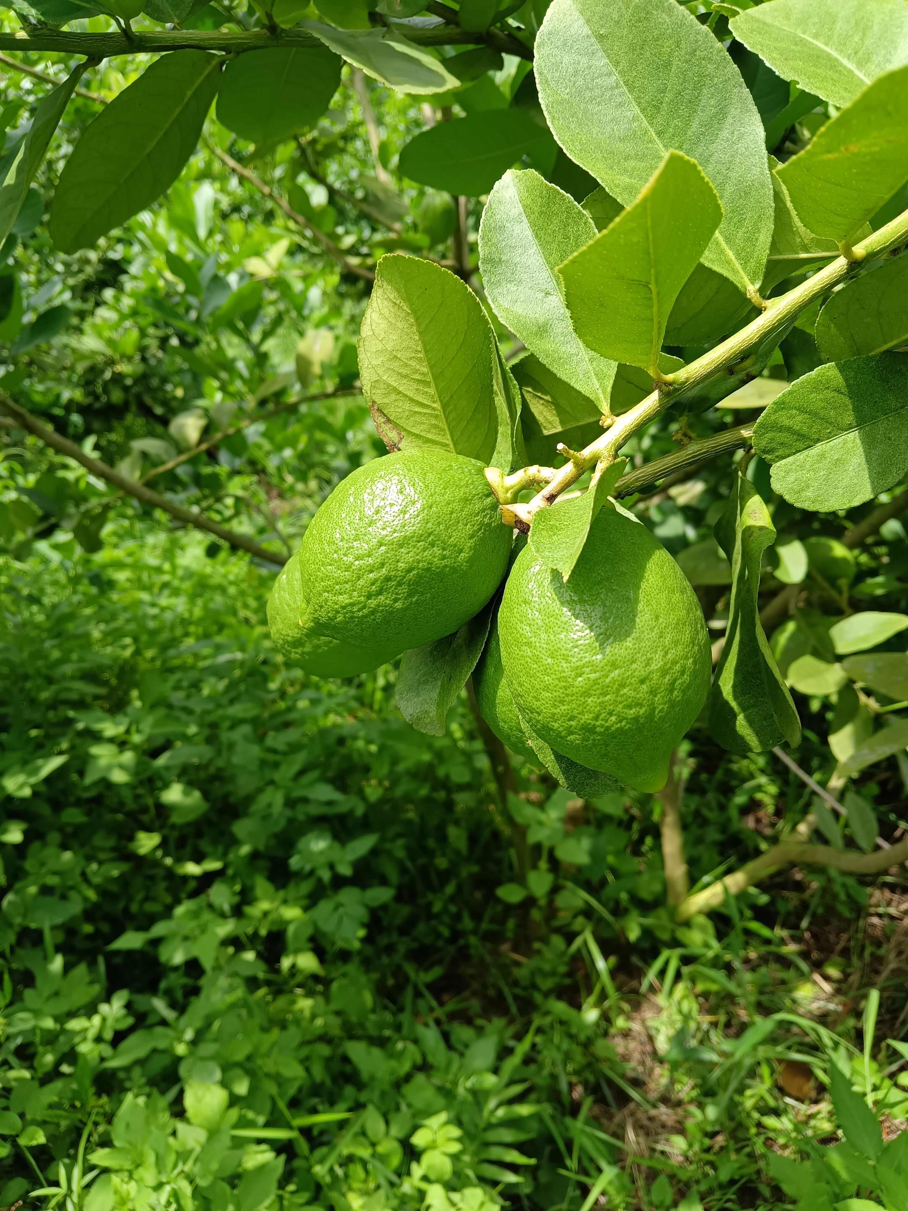 广东香水柠檬无籽产地直销量大优惠