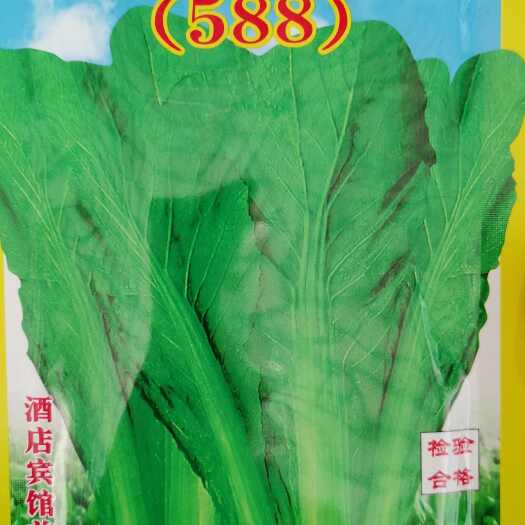崇仁县芥菜种子  抗热甜脆竹芥菜588