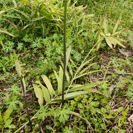 成都纯四川多头黄精