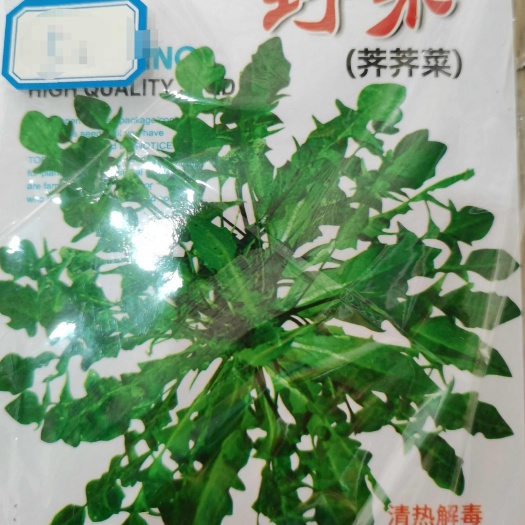 崇仁县荠菜种子 天然野生荠荠菜~保 健养生
