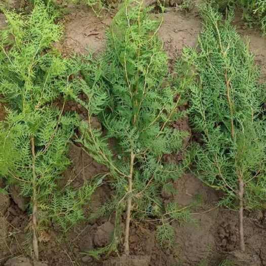 定州市杯苗侧柏